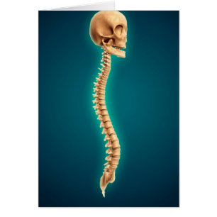 Conceptual Image of Human Skull & Spinal Cord 1