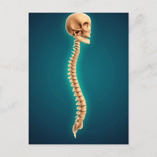 Conceptual Image of Human Skull & Spinal Cord 1 Postkarte (Vorderseite)