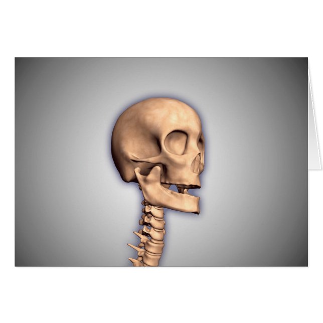 Conceptual Image of Human Skull & Spinal Cord 2 (Vorderseite (Horizontal))