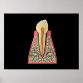 Conceptual Image of Human Tooth 2 Poster (Vorne)
