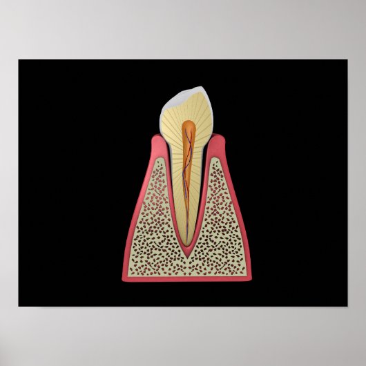Conceptual Image of Human Tooth 2 Poster (Vorne)