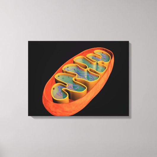 Conceptual Image of Mitochondria 3 Leinwanddruck (Vorderseite)