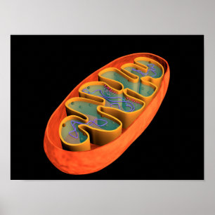 Conceptual Image of Mitochondria 3 Poster