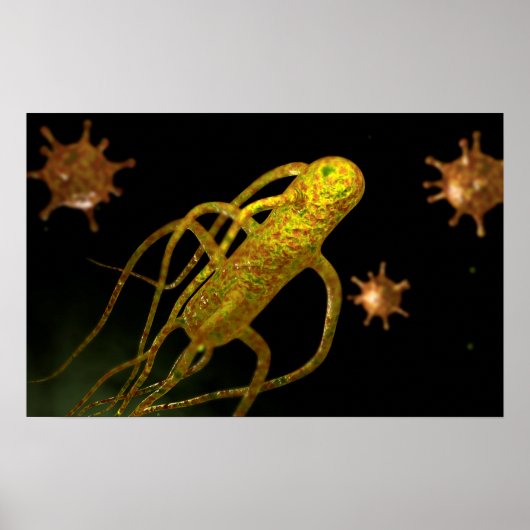 Conceptual Image of Salmonella Typhi 1 Poster (Vorne)