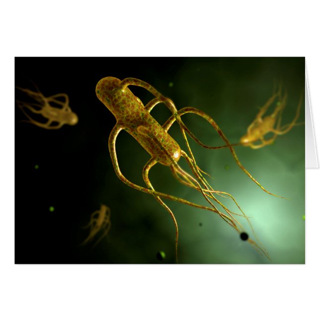Conceptual Image of Salmonella Typhi 2 (Vorderseite (Horizontal))