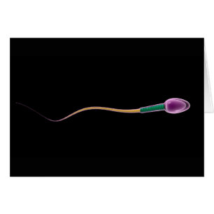 Conceptual Image of Sperm Anatomy