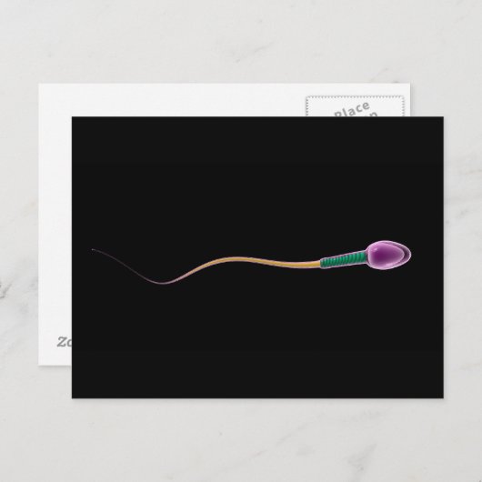 Conceptual Image of Sperm Anatomy Postkarte (Vorne/Hinten)