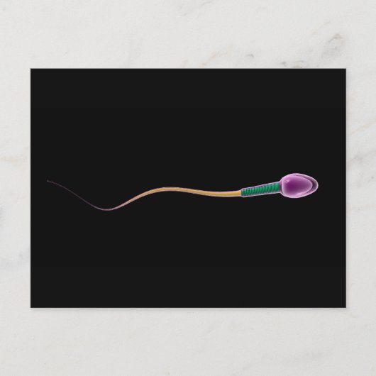 Conceptual Image of Sperm Anatomy Postkarte (Vorderseite)