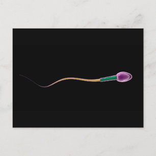Conceptual Image of Sperm Anatomy Postkarte