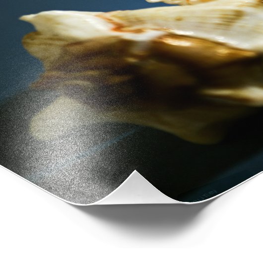 Conch 3335 Foto (Ecke)