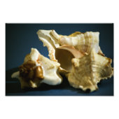 Conch 3335 Foto (Vorne)