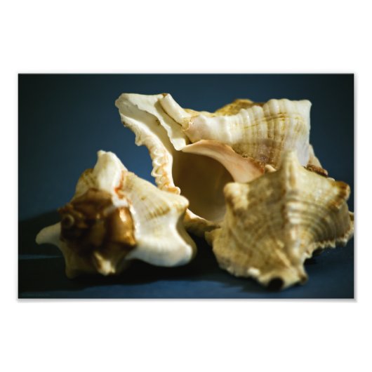 Conch 3335 Foto (Vorne)