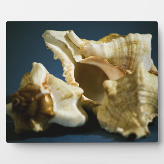 Conch 3335 Plaque Fotoplatte (Vorderseite)