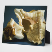 Conch 3335 Plaque Fotoplatte (Seite)