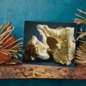 Conch 3335 Plaque Fotoplatte (Seite)
