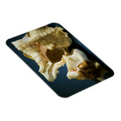 Conch 3335 Vinyl Magnet (Rechte Seite)