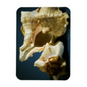 Conch 3335 Vinyl Magnet (Vertikal)