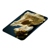 Conch 3335 Vinyl Magnet (Linke Seite)