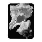 Conch in Black & White Vinyl Magnet (Vertikal)