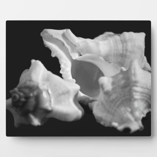 Conch in der Schwarz-Weiß-Ebene Fotoplatte (Vorderseite)