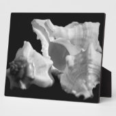 Conch in der Schwarz-Weiß-Ebene Fotoplatte (Seite)