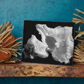 Conch in der Schwarz-Weiß-Ebene Fotoplatte (Seite)