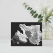 Conch in Schwarz und Weiß Postkarte (Stehend Vorderseite)