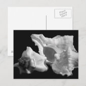 Conch in Schwarz und Weiß Postkarte (Vorne/Hinten)