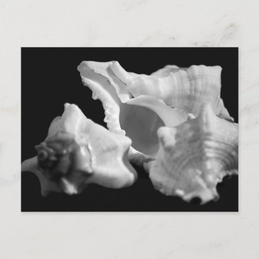 Conch in Schwarz und Weiß Postkarte (Vorderseite)
