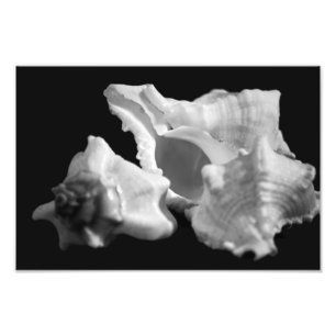 Conch in Schwarz-Weiß-Foto Fotodruck