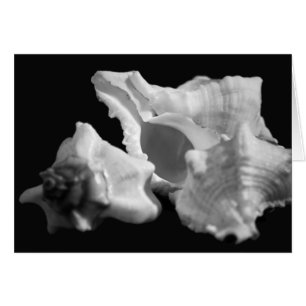 Conch in Schwarz-Weiß-Karte