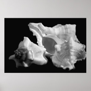 Conch in Schwarz-Weiß-Poster Poster