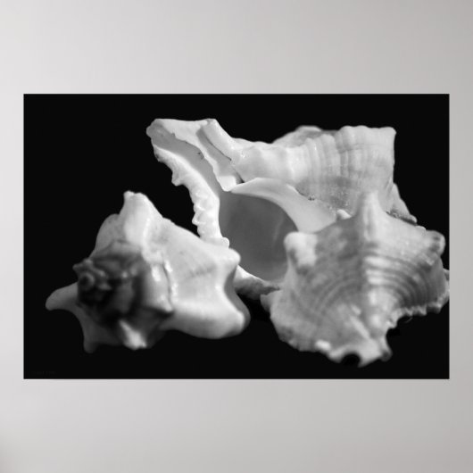 Conch in Schwarz-Weiß-Poster Poster (Vorne)