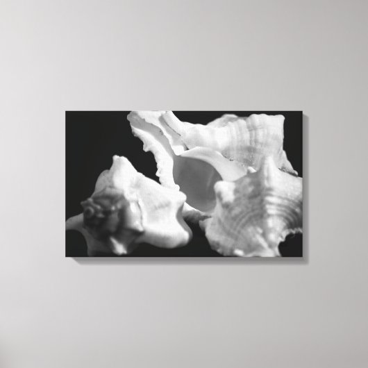 Conch in Schwarz-Weiß-Wrapped Canvas Leinwanddruck (Vorderseite)