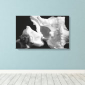 Conch in Schwarz-Weiß-Wrapped Canvas Leinwanddruck (Insitu (Holzboden))