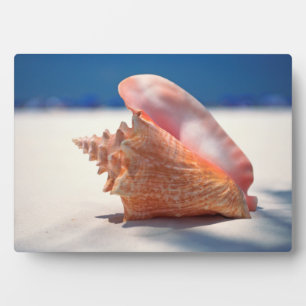 Conch Muschel am Strand 2 Fotoplatte