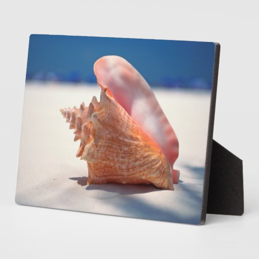 Conch Muschel am Strand 2 Fotoplatte (Seite)
