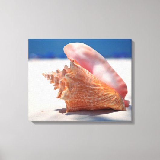 Conch Muschel am Strand 2 Leinwanddruck (Vorderseite)