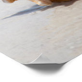 Conch Muschel am Strand | Florida, St. Petersburg Poster (Ecke)