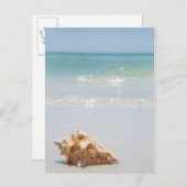 Conch Muschel am Strand | Florida, St. Petersburg Postkarte (Vorne/Hinten)