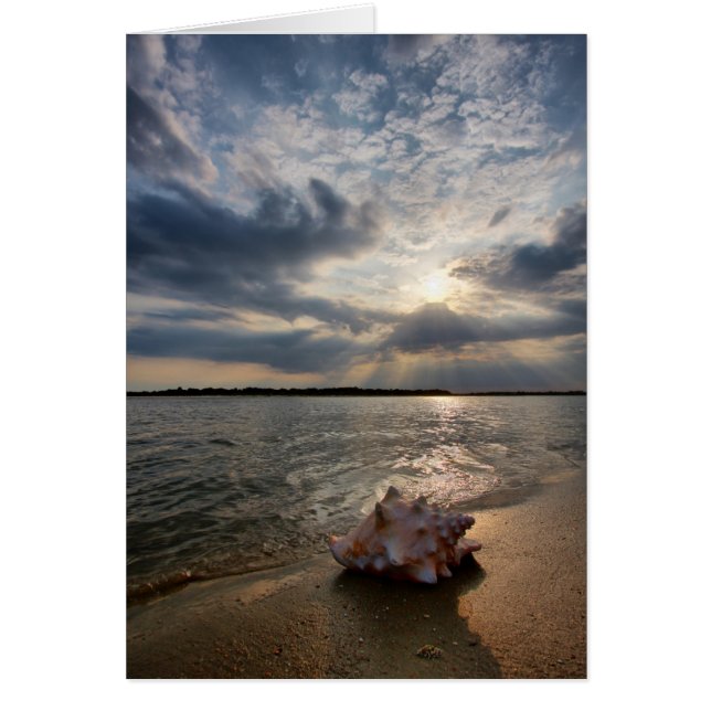 Conch-Muschel am Strand | St. Augustine, Fl (Vorne)
