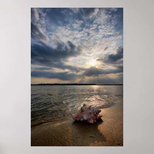Conch-Muschel am Strand | St. Augustine, Fl Poster (Vorne)