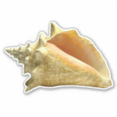 Conch-Muschel Aufkleber (Vorderseite)