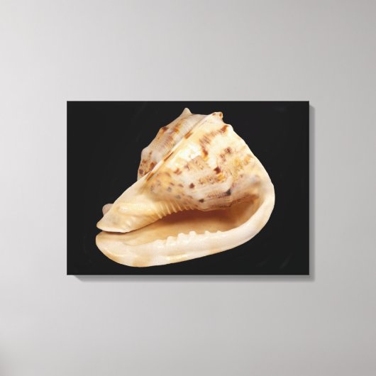 Conch Muschel Canvas Print Leinwanddruck (Vorderseite)