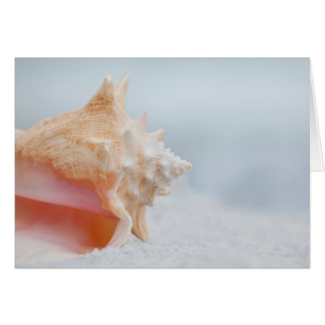 Conch-Muschel | Florida (Vorderseite (Horizontal))