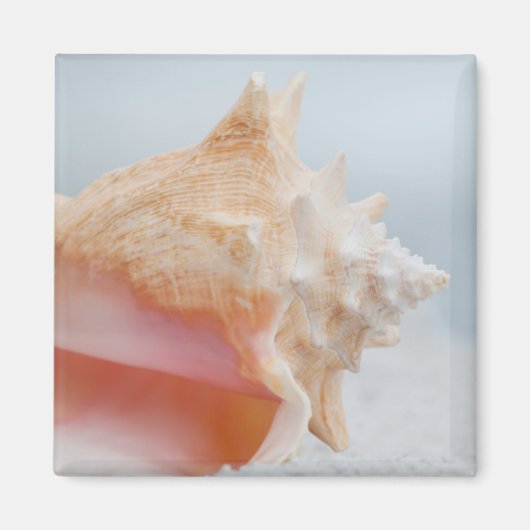 Conch-Muschel | Florida Magnet (Vorne)