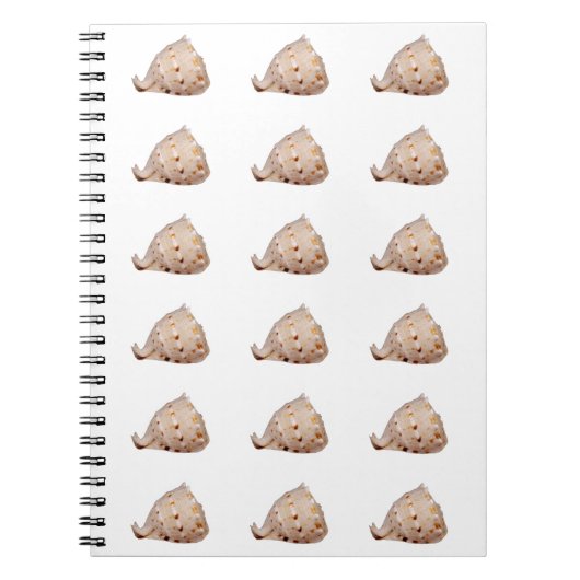 Conch Muschel Foto Notebook Notizblock (Vorderseite)