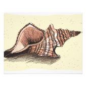 Conch-Muschel Fotodruck (Vorne)