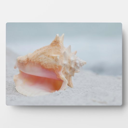 Conch-Muschel Fotoplatte (Vorderseite)