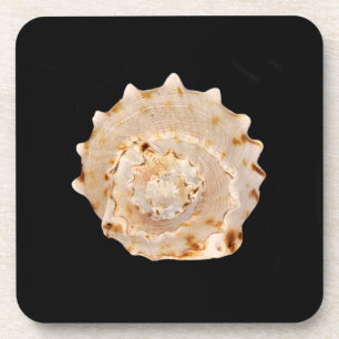 Conch-Muschel-Hartkunststoff-Untersetzer Untersetzer